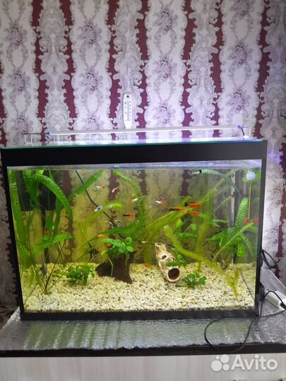 Аквариумные рыбки гуппи