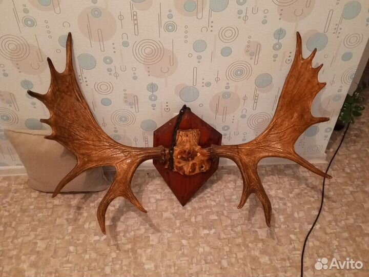 Продам рога лося