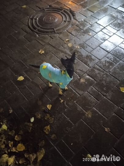 Кофта для собак мелких пород