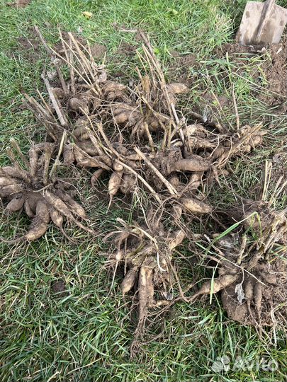 Георгины клубни