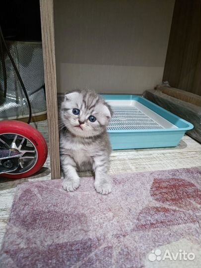 Шотландские вислоухие котята