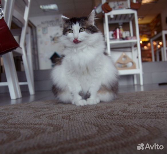 Метис норвежской