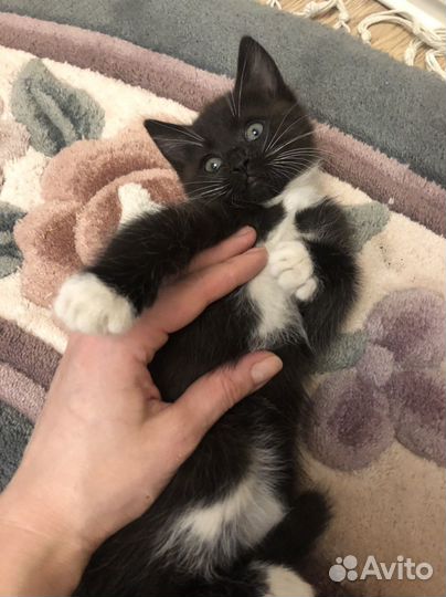 Котята. Листай. Бесплатно