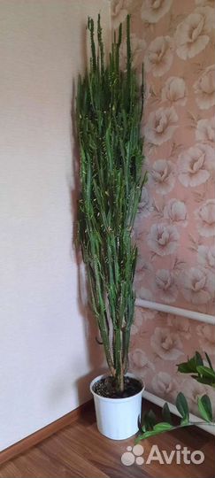 Кактус-трехрганный