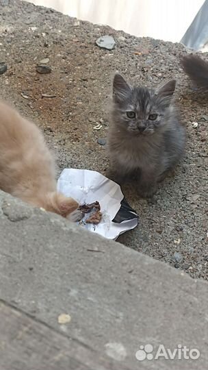Кошка с котятами