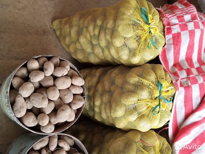 Домашний картофель