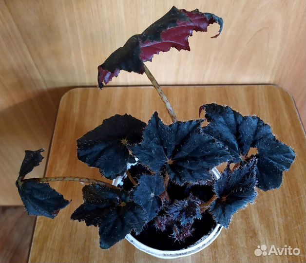 Бегония. Сциндапсус. Хойя. Синадениум. Педилантус