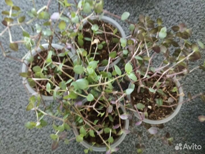 Коллизия Розова пантера