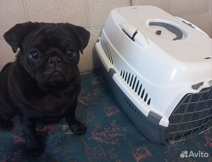 Переноска для животных