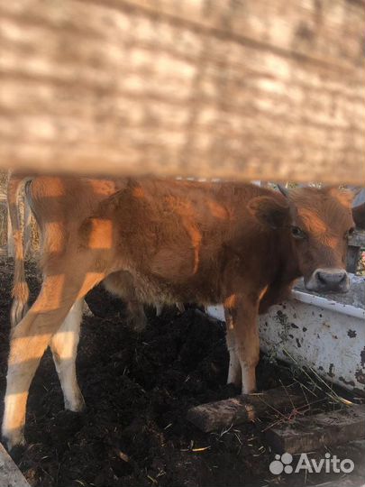 Телята Телки