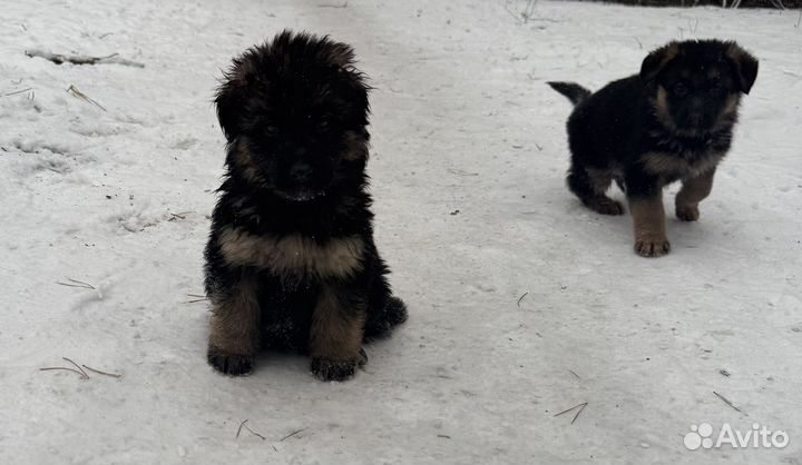 Щенки немецкой овчарки