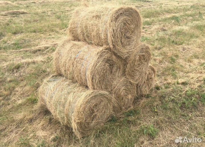 Продам сено в рулонах