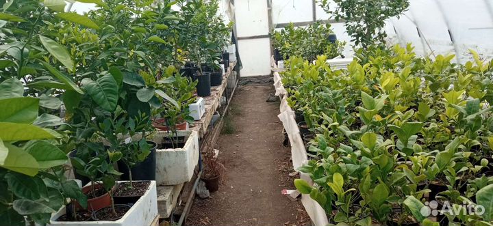 Домашние лимоны самых лучших сортов в Волгограде