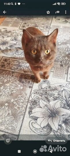 Продам британских котят