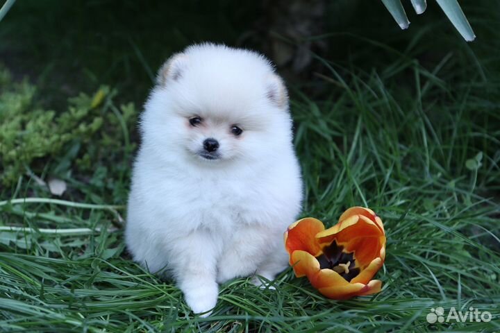 Померанский шпиц девочка