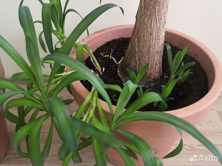 Пальма юкка