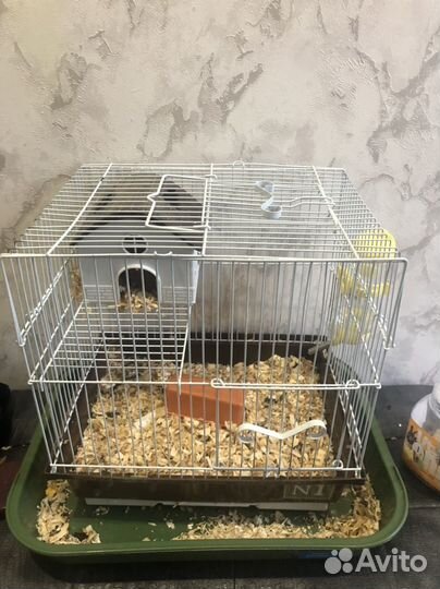 Сирийский хомяк с клеткой