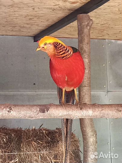 Золотой фазан