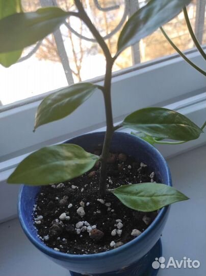 Замиокулькас