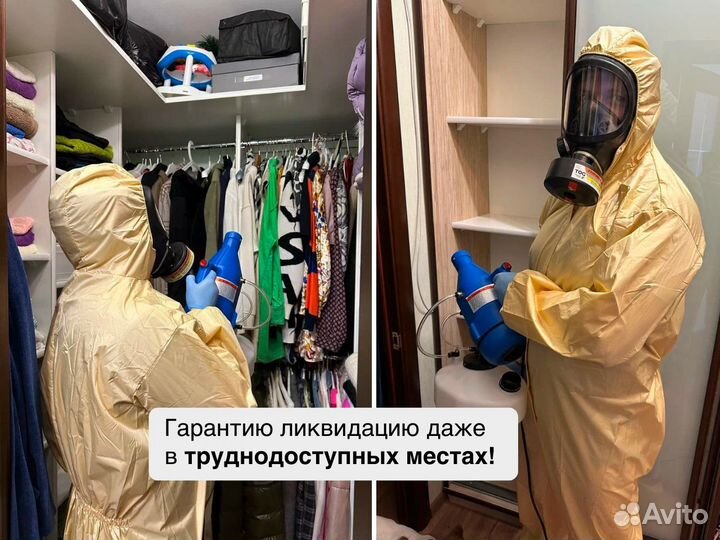 Уничтожение клопов, травля тараканов, дезинсекция