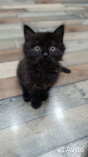 Кот