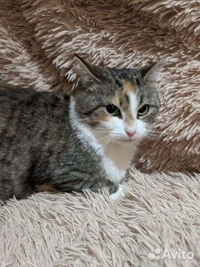 Кошка которую не замечают