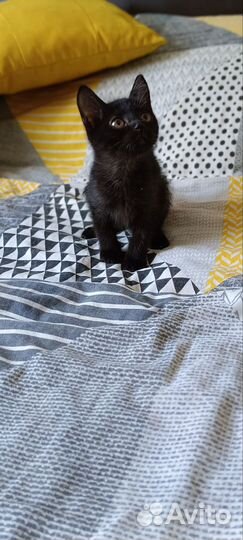 Девочка уголёк