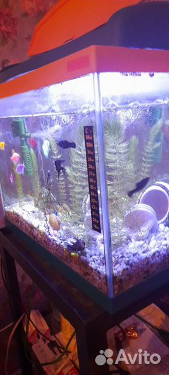 Аквариумные рыбки