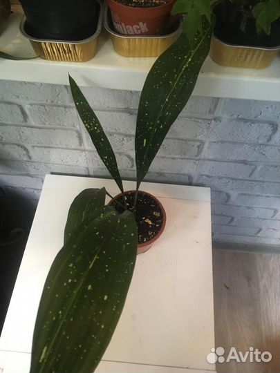 Аспидистра сорт Amanogawa