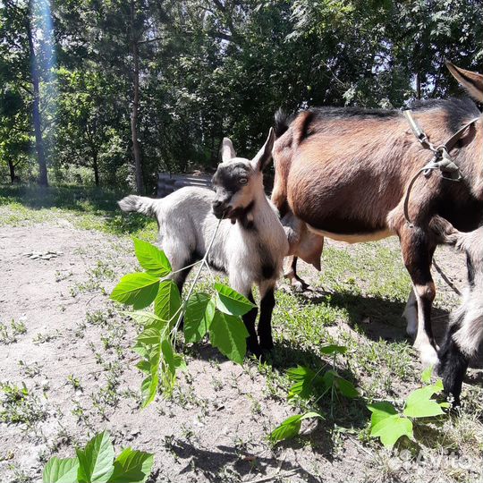 Сено к.у.п.л.ю 2 тюка, для коз