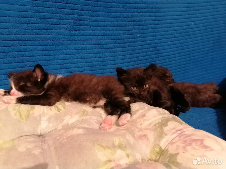 Отдам даром в надёжные,добрые,ответственные руки
