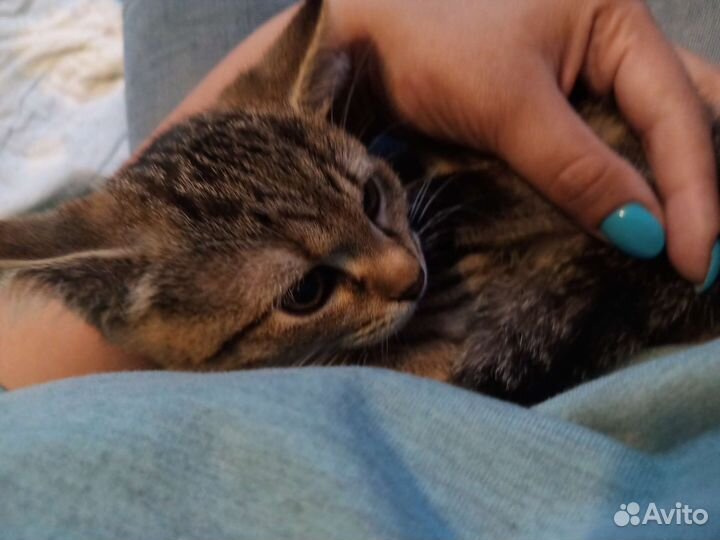 Котенок в добрые руки