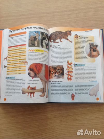 Энциклопедия школьника, новая, изд-во Махаон