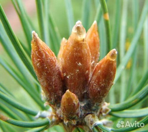 Сосновые шишки и почки