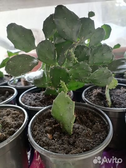 Кактус опунция, денежное дерево и другие