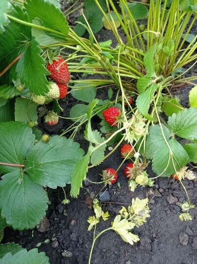 Дом 40 м² на участке 3 сот.