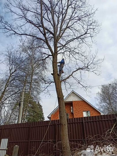 Спил деревьев