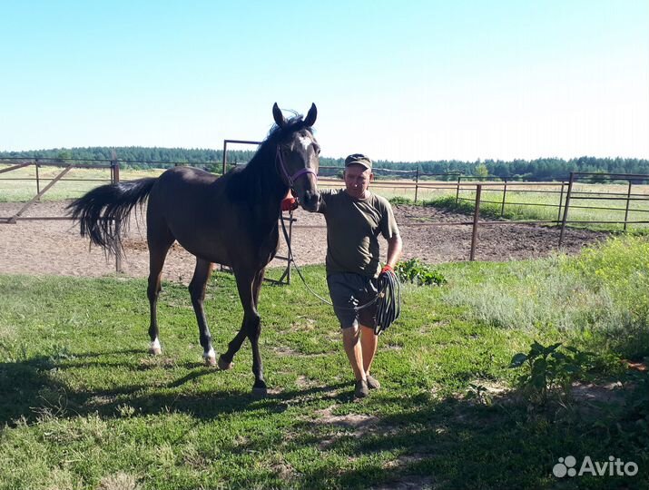 Племенные буденновские и импортные лошади