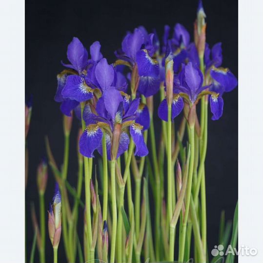 Ирис Сибирский