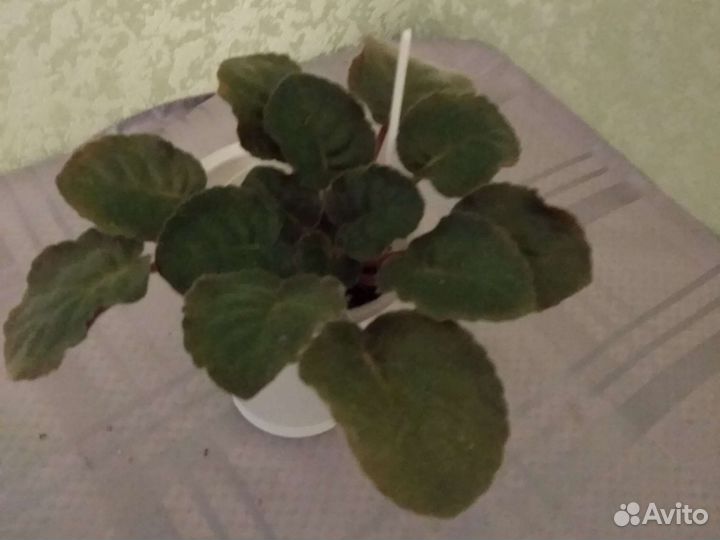 Сортовые фиалки