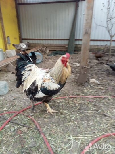 Петухи и индоутки