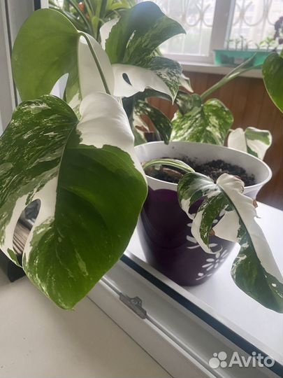 Монстера вариегатная