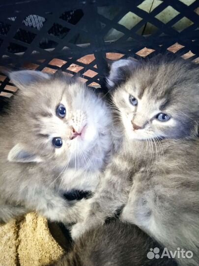 Кошки в добрые руки