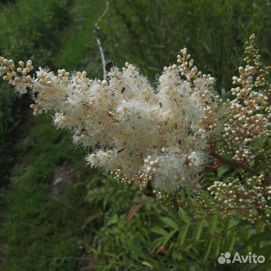 Рябинник рябинолистный