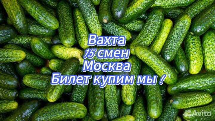 Сортировщики овощей вахта 15 смен