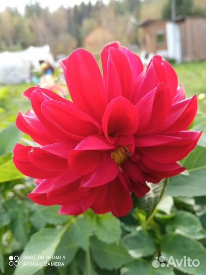 Георгины клубни