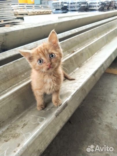 Двухмесячные котята