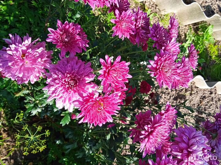 Хризантемы мультифлора