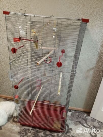 Попугай корелла парочка