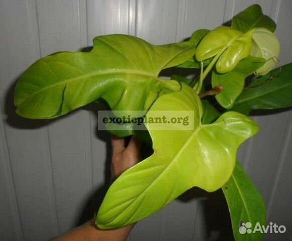 Филодендрон Виолин Голд